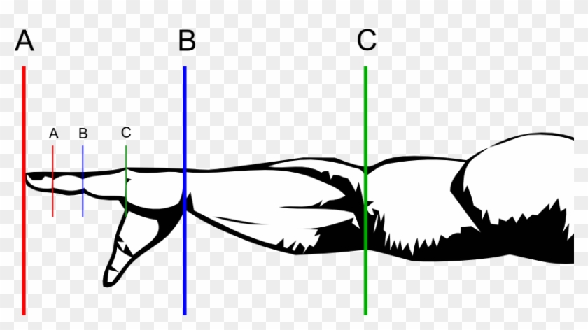 The Human Form - Golden Ratio In The Body Clipart
