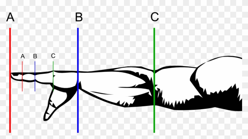 The Human Form - Golden Ratio In The Body Clipart #460507