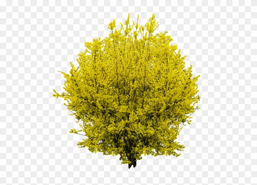 Yellow Shrub Png Clipart