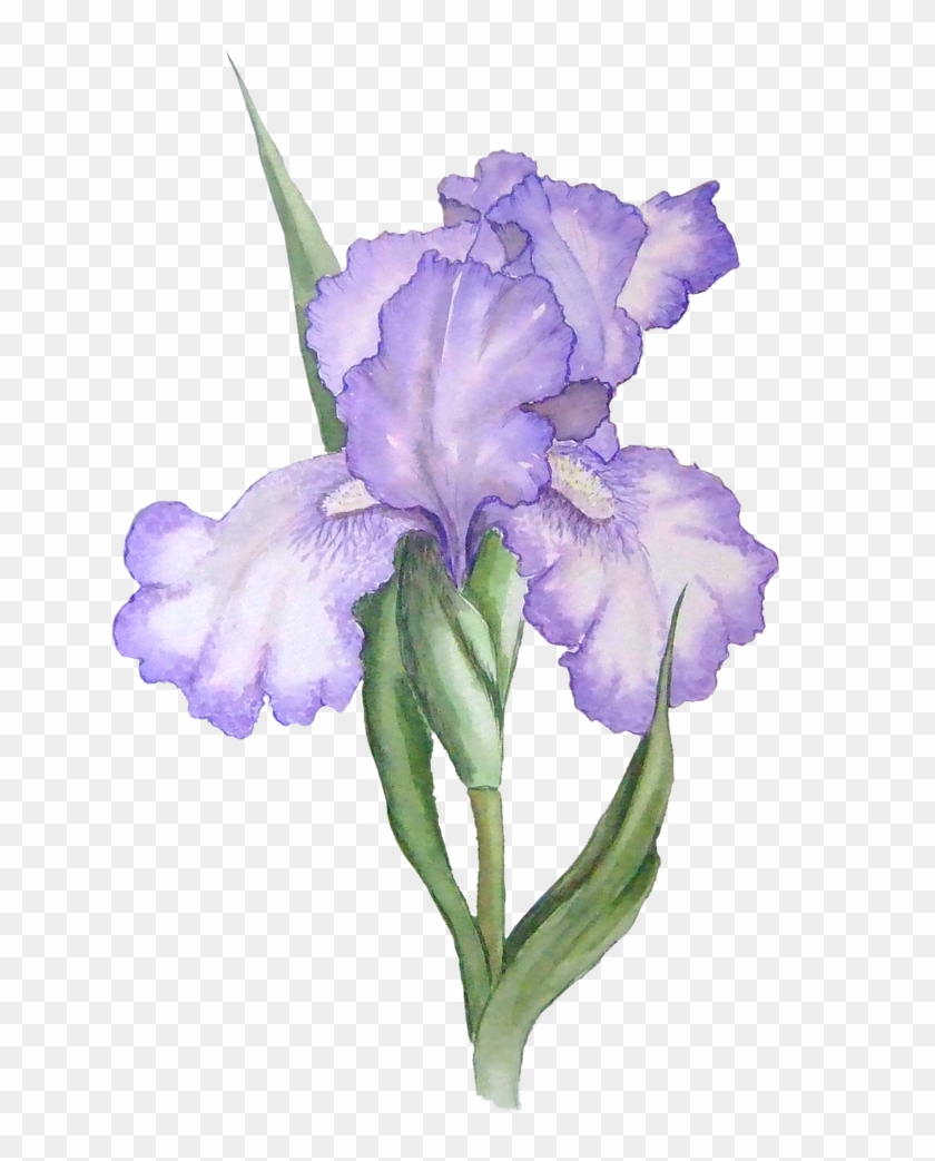 Flower Clip Art Free - Purple Flowers Watercolor Transparent - Png Download