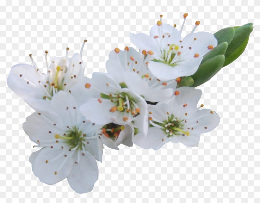 Flowers Png Format - White Cherry Flower Png Clipart