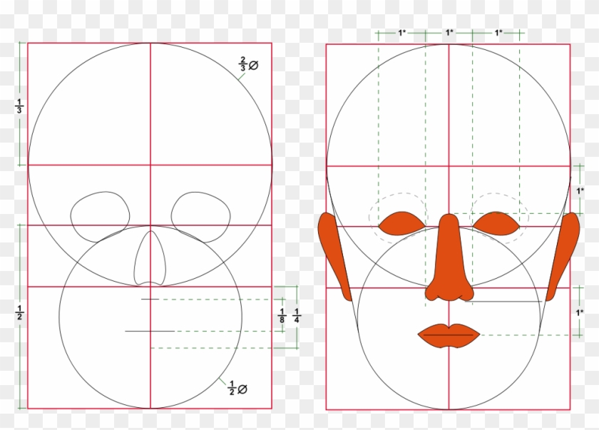 The Golden Ratio In - Human Head Proportions Clipart #461109