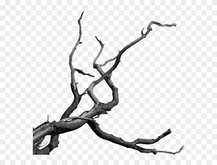 Bare Tree Branch Png Clipart #461989