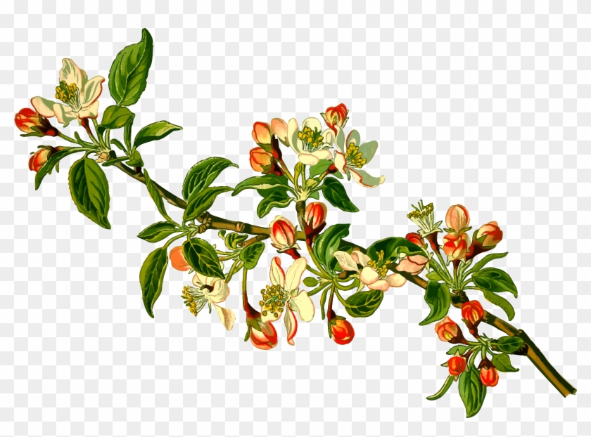 Branch Clipart Apple Tree - Malus Domestica - Png Download #462150
