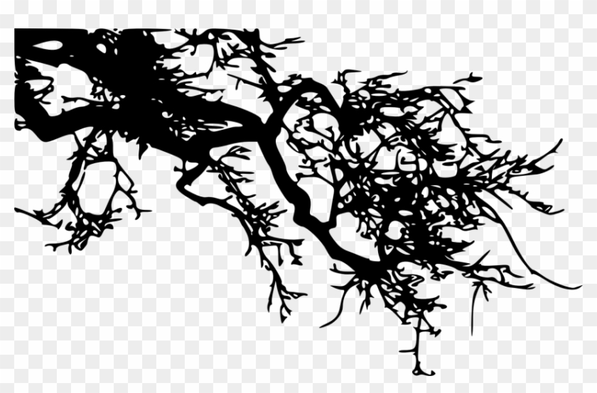 Free Png Tree Branch Png Images Transparent - Illustration Clipart #462554