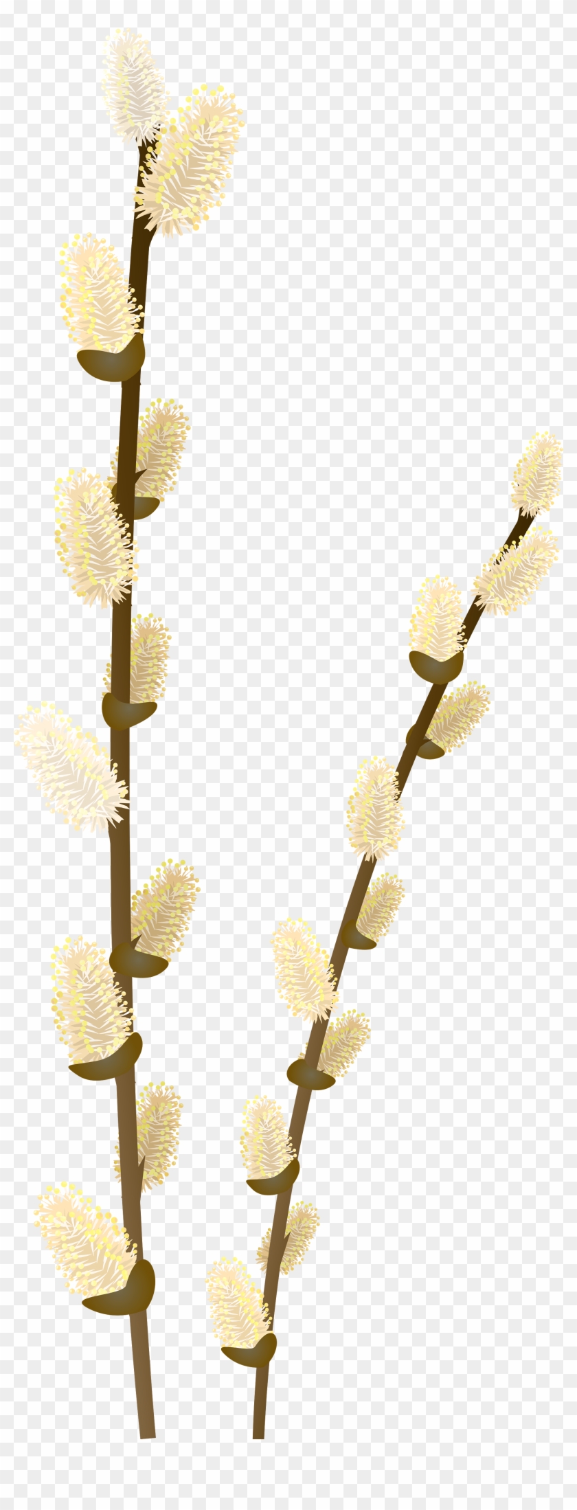 Willow Tree Branch Transparent Png Clip Art Image - Pussywillow Png #462578