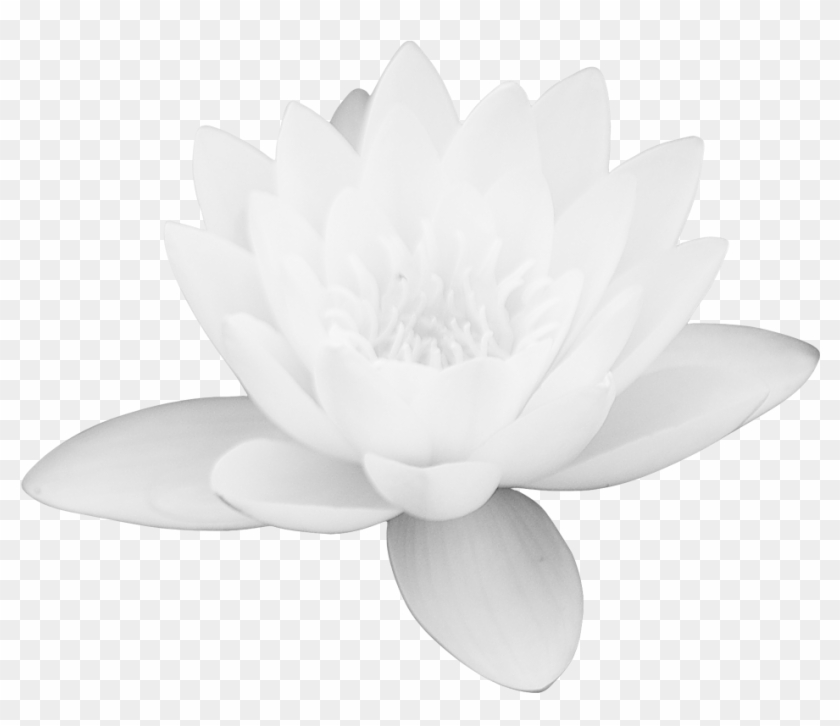 Lotus Flower Png Images Free Download Png Library - Sacred Lotus Clipart #462612