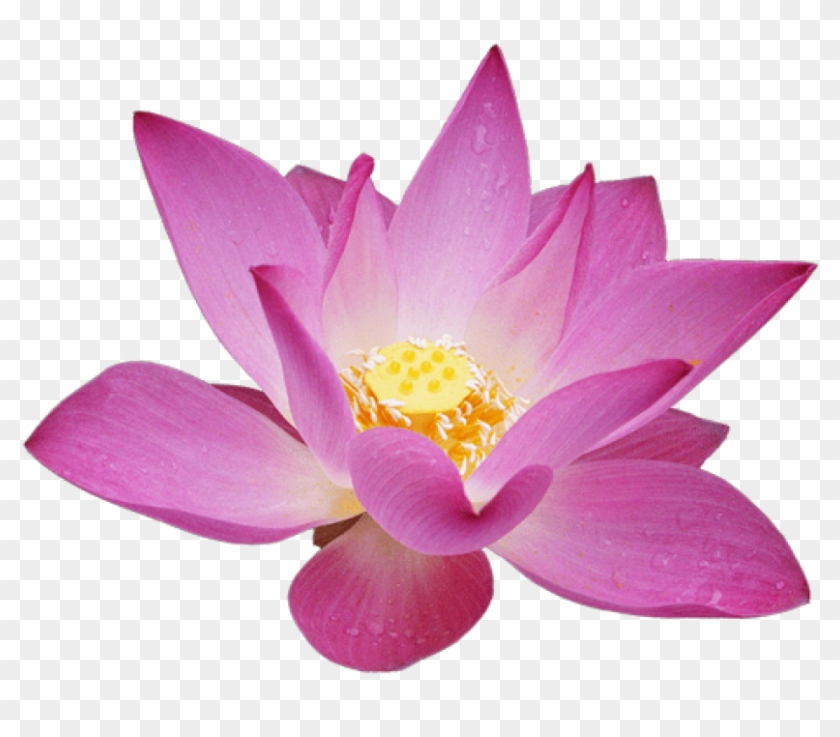 Free Png Download Lotus Flower Png Images Background - Lotus Flower Transparent Background Clipart