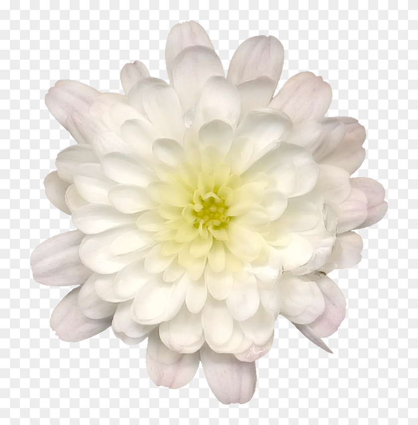 Lotus Flower Png - Dahlia Clipart #463120