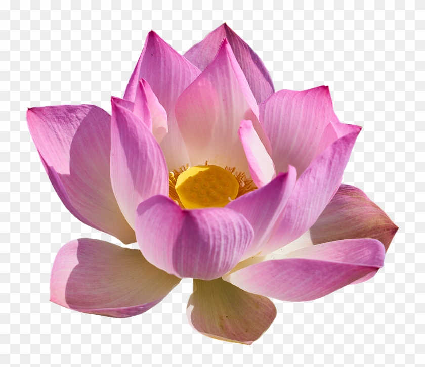 Lotus Picture Transparent Background Clipart