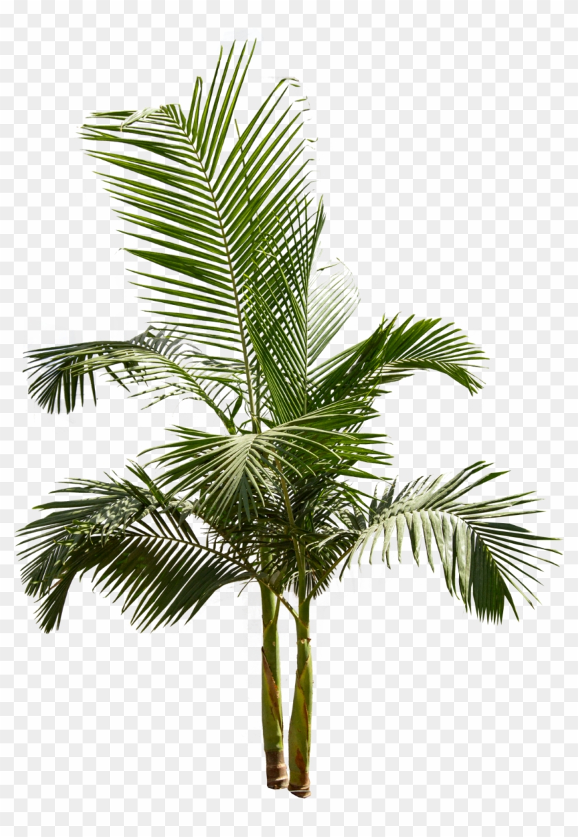 1096 X 1500 7 - King Palm Png Clipart #464119