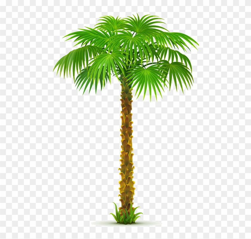 Arbre,png Palm Tree Png, Palm Trees, Palm Tree Pictures, - Sea And Coconut Tree Vector Clipart