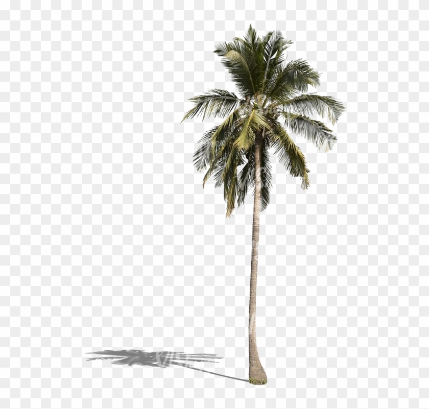 Palm Tree Png Download Image - Borassus Flabellifer Clipart #464312