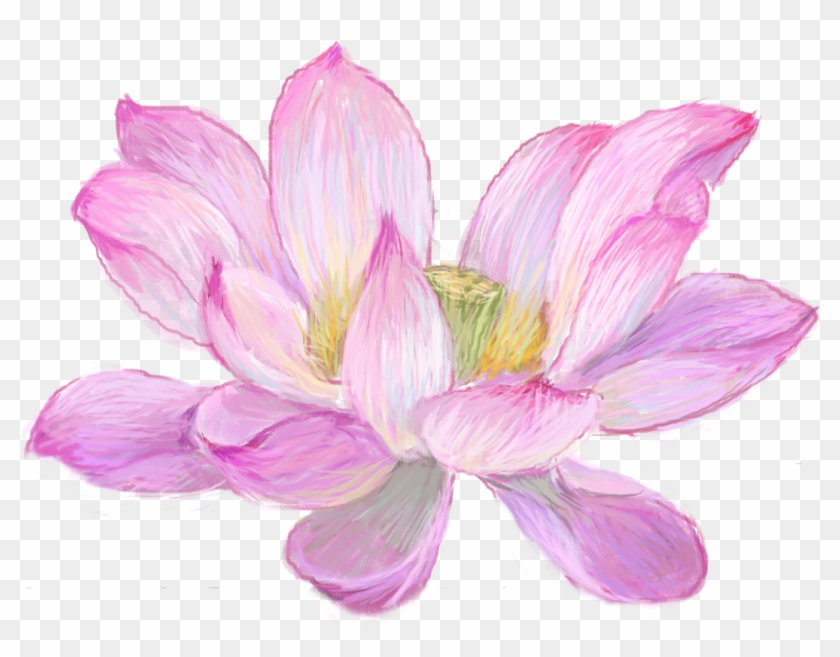 Nelumbo Nucifera Watercolor Painting Drawing - 荷花 素材 Clipart #464456