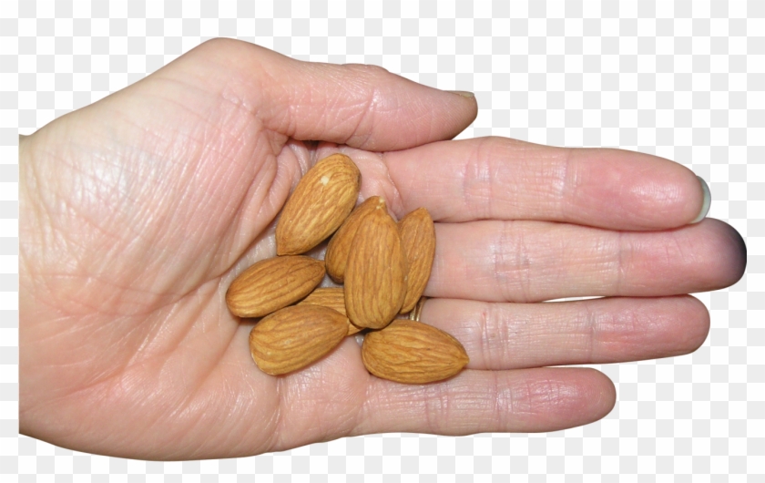 Almonds In Palm Png Image - Badam In Hand Clipart #464757