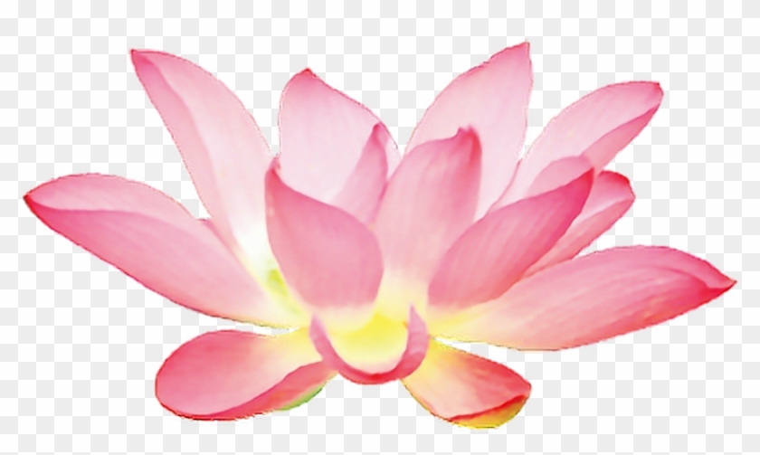 Lotus Sticker - Pink Lotus Flower Png Clipart