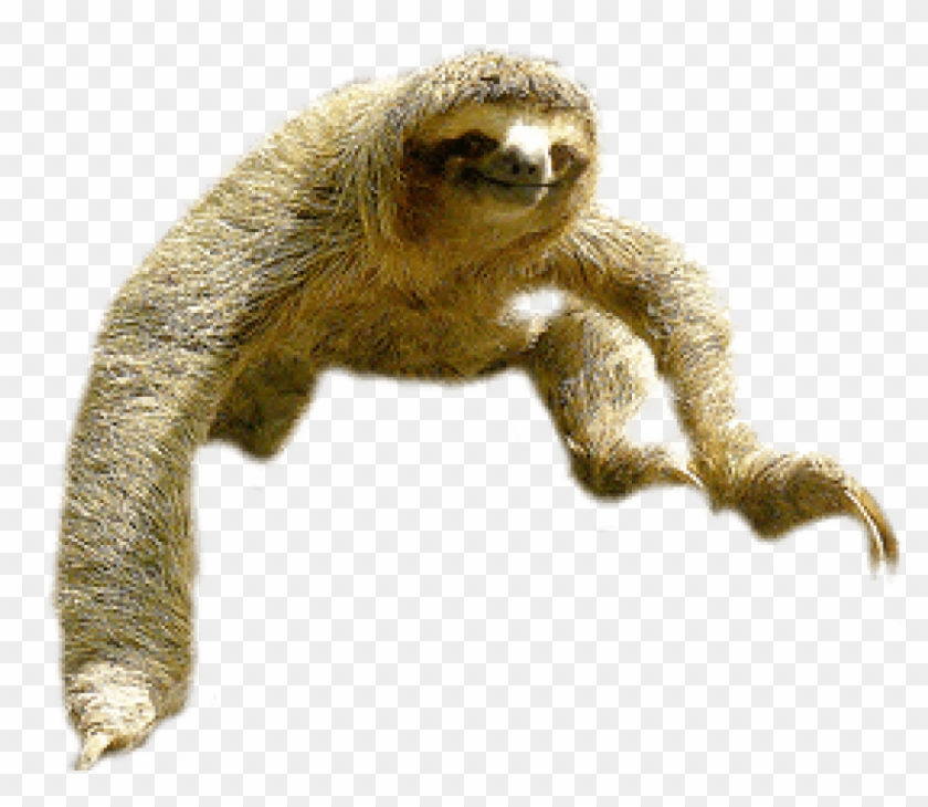 Download Sloth Jump Png Images Background - Sloth Png Clipart #465024