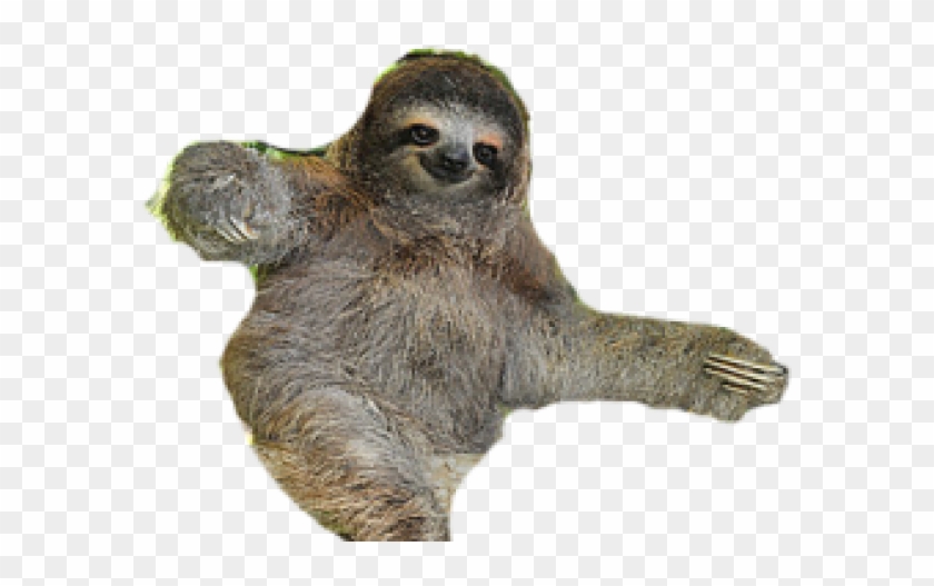 Sloth With No Background Clipart #465374