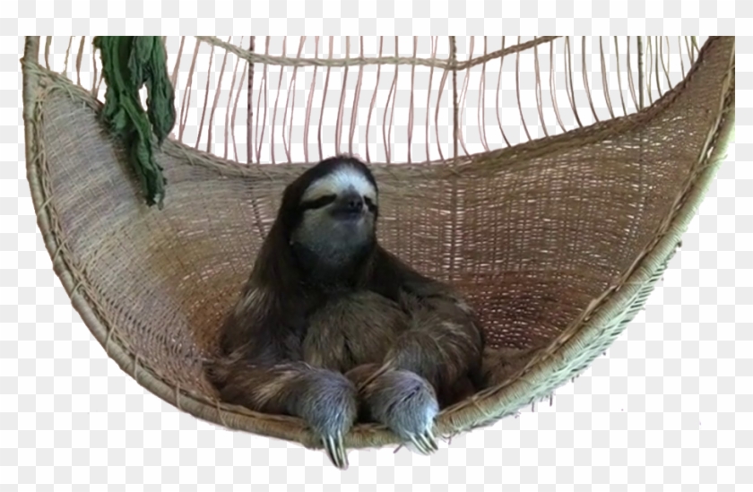 View Swing Sloth Png , - If You Gon Act Like A Bitch Gif Clipart