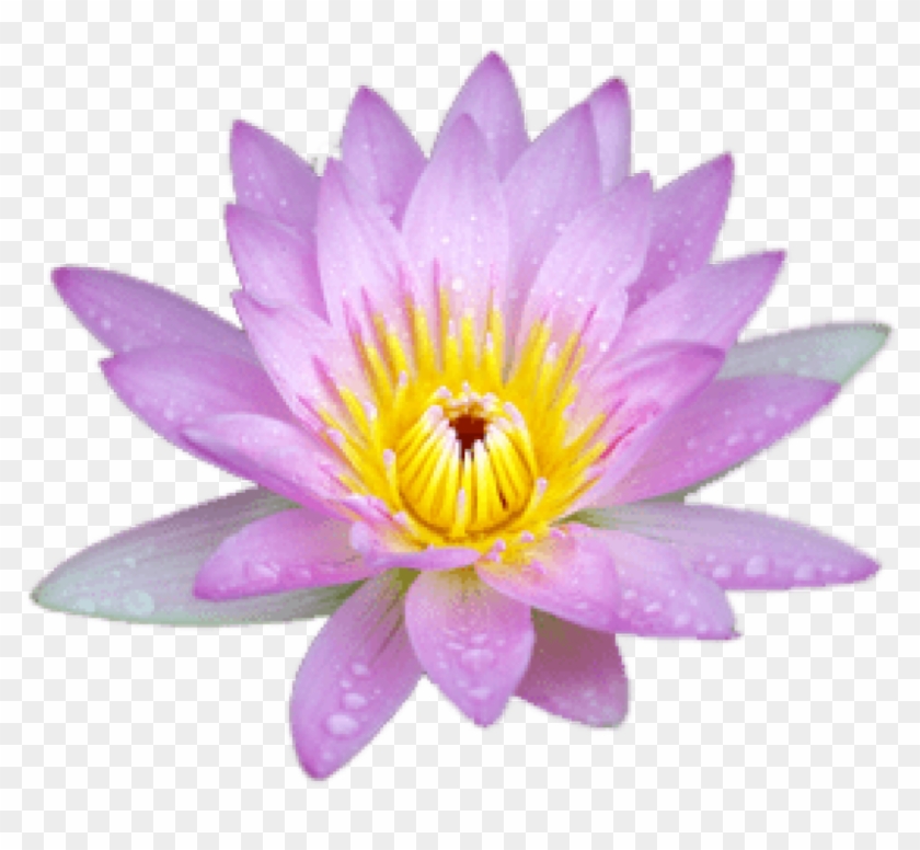 Download Small Pink Lotus Png Images Background - Sacred Lotus Clipart #465573