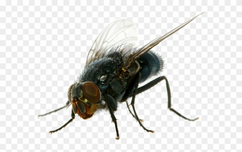 Fly Png Pic - Transparent House Fly Png Clipart #465922