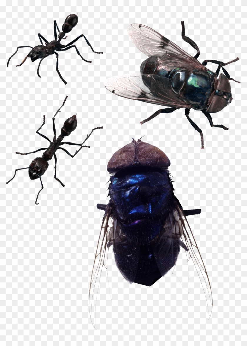 Fly Png Image - Fly Png Clipart #466008
