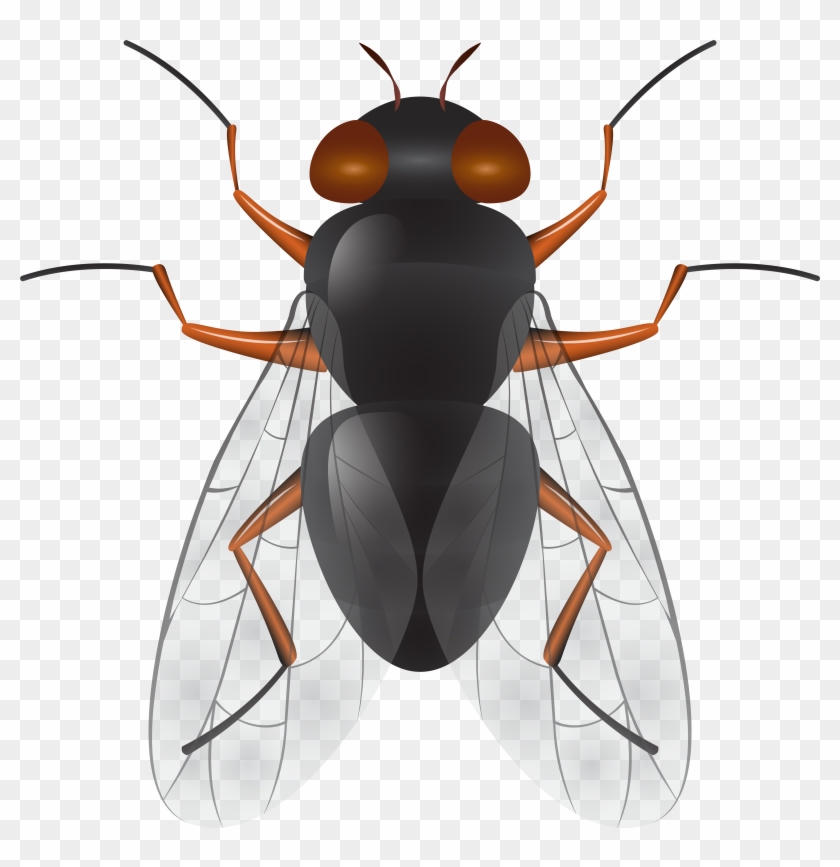 Fly Png Clip Art Transparent Png #466028