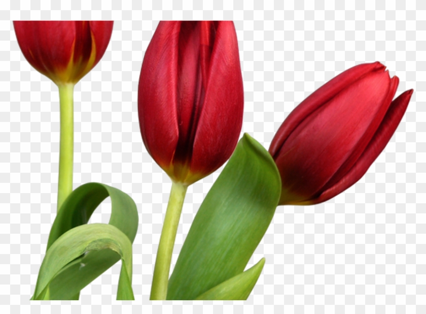Transparent Tulips Png Flowers Clipart Clipart Pinterest #466205