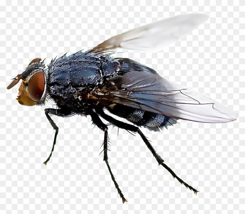 Black Flies , Png Download - Flies Clipart