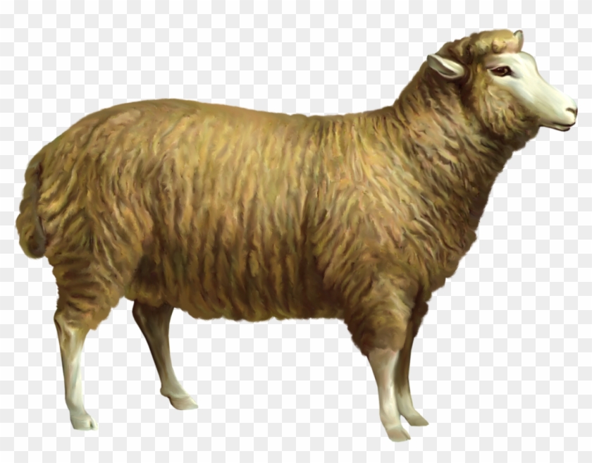 Sheep Png Gif Clipart #466285
