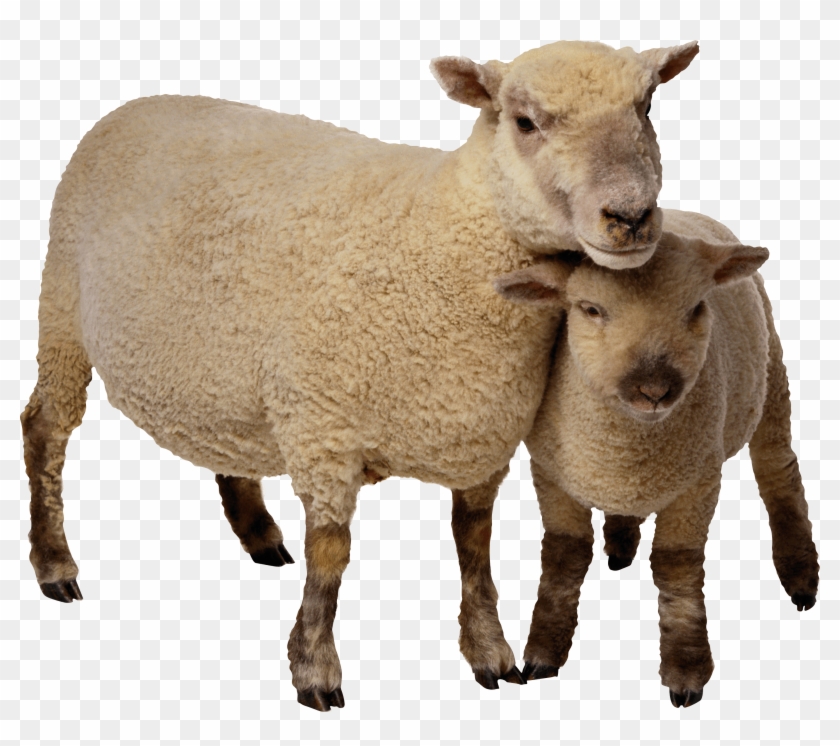 Animals - Sheep Png Clipart