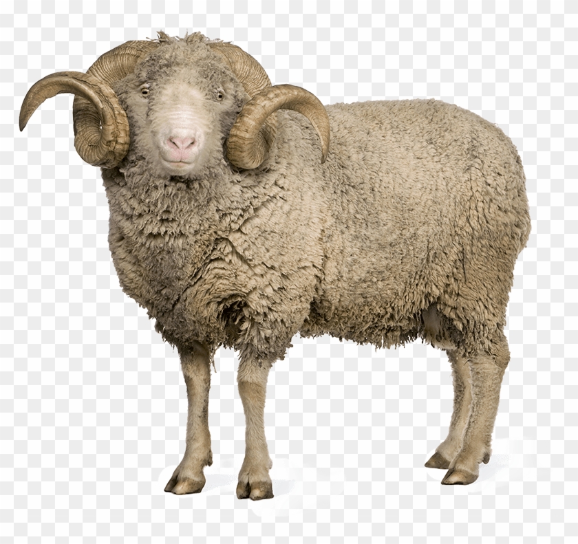 Sheep And Wool Png - Sheeps Png Clipart #466355