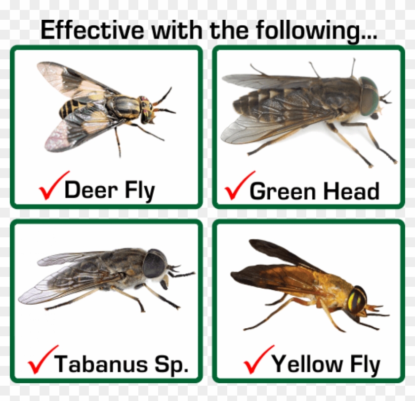 Free Png Download Horse Fly Vs Deer Fly Png Images - Net-winged Insects Clipart #466406