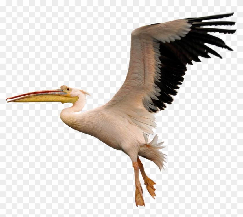 Fly Download Png Image - Pelican Transparent Clipart #466435