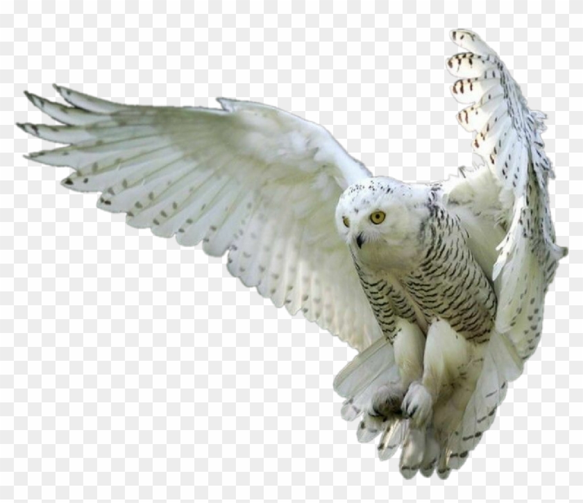 Owl Owls Whiteowl Hedwig Forest Fly Bird Birds Clipart #466648