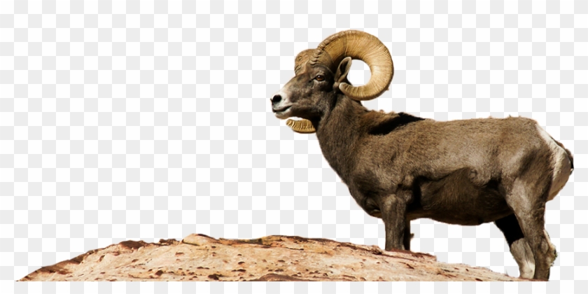 Bighorn Sheep Png Clipart #466653
