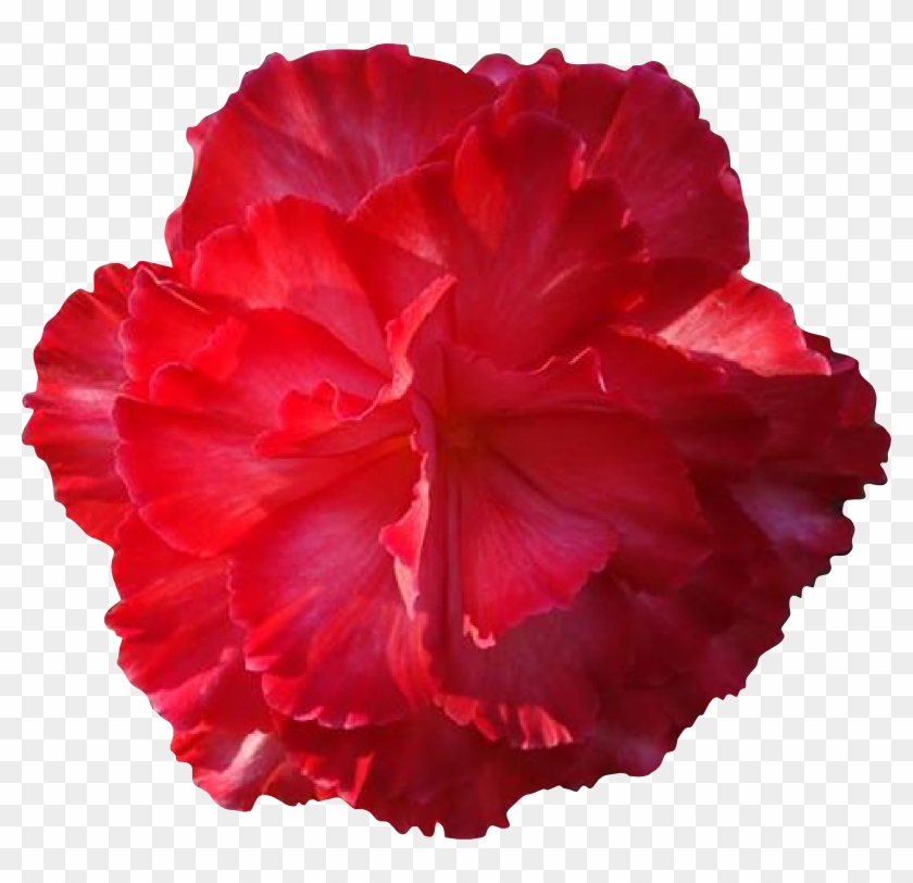 Big Pink Flower - Red Real Flower Clipart - Png Download