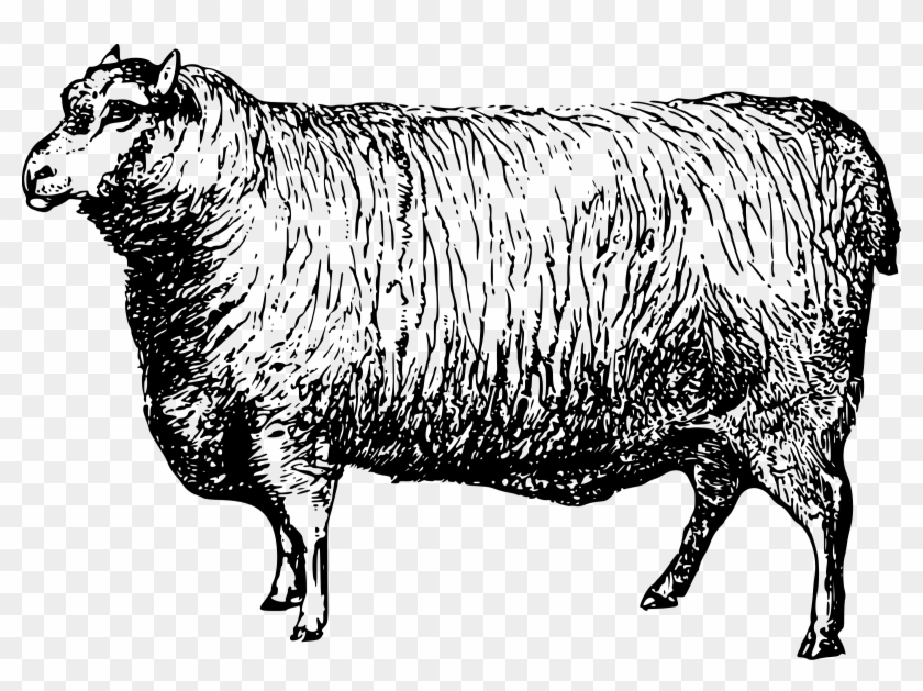 This Free Icons Png Design Of Leicester Sheep Clipart #466725