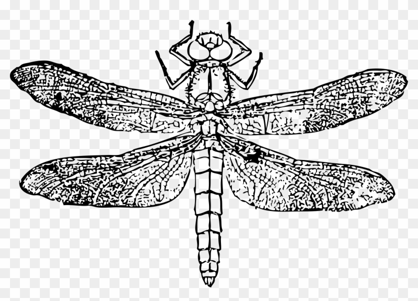 This Free Icons Png Design Of Dragon Fly Clipart #466799