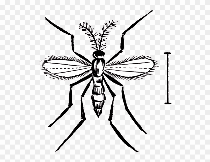 Hessian Fly - Bee Clipart #466880