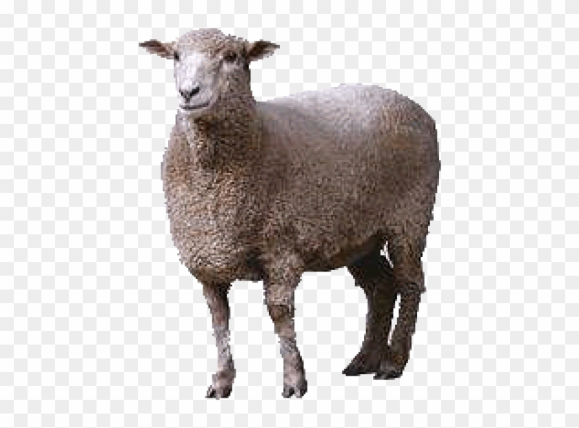 Sheep Png Free Download - Animals Clipart #467111