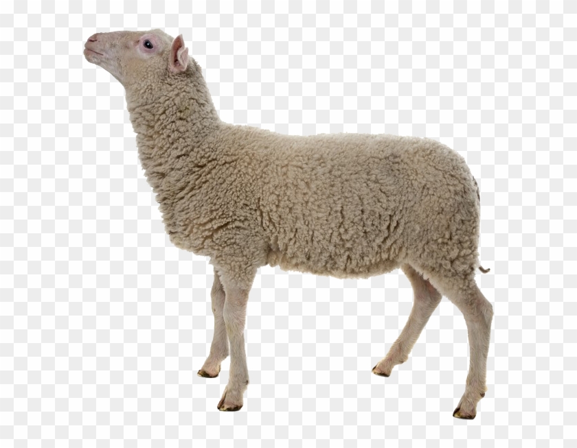 Adult Sheep White Background Clipart #467160