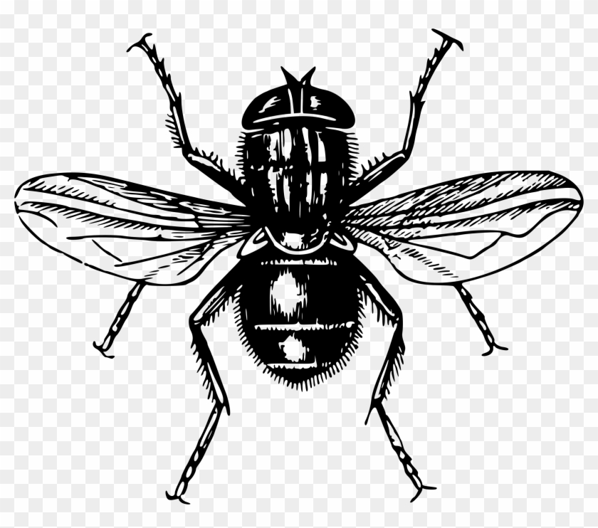 This Free Icons Png Design Of Fly 3 Clipart