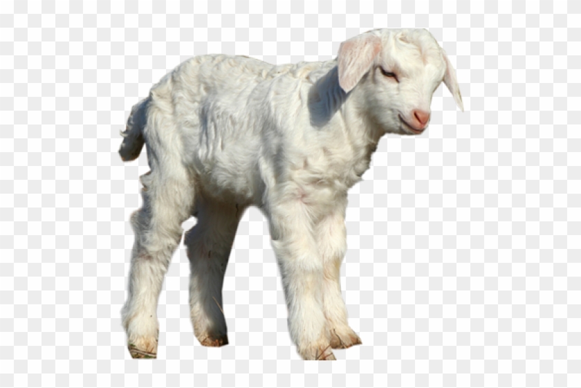 Sheep Png Transparent Images - Sheep Clipart #467212