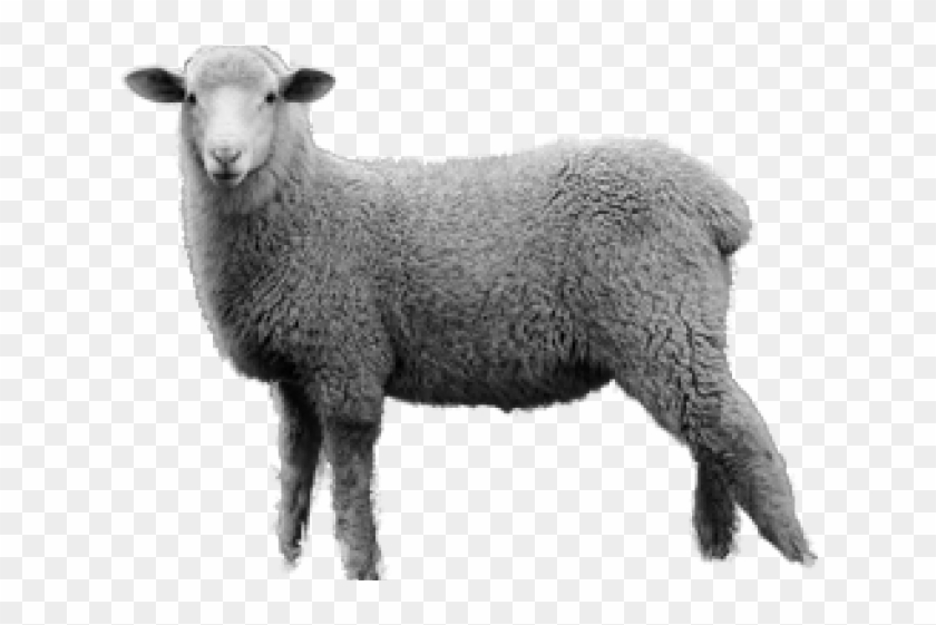 Sheep Clipart #467431