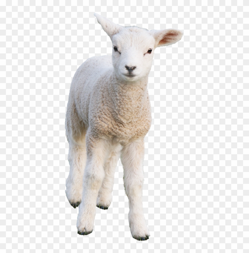 Sheep Frame Background, Summer Art, Luxury Fashion - Козленок Пнг Clipart