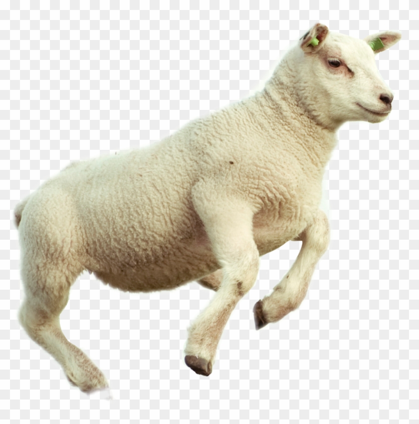 Lamb Sticker - Jumping Sheep Clipart #467681