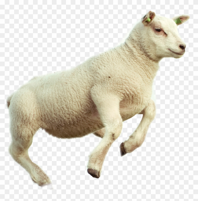 Lamb Sticker - Jumping Sheep Clipart