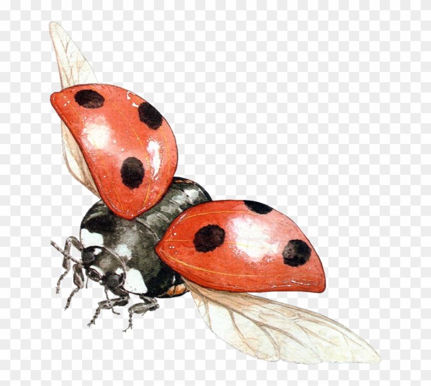 Ladybug - Ladybird Png Clipart