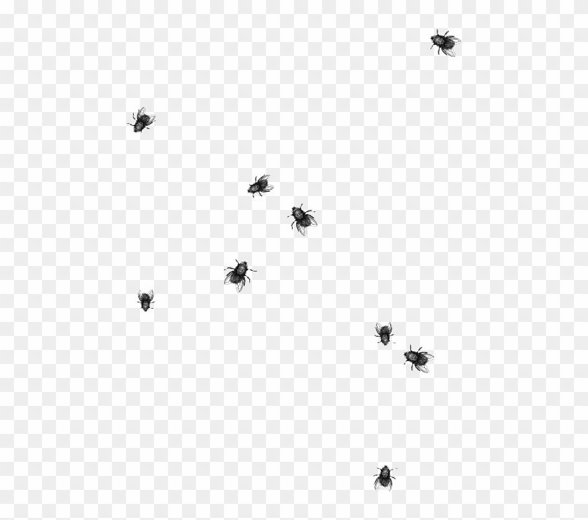 Largest Collection Of Free To Edit Fly Flies Insect - Flies Png Clipart #467749